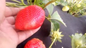 Клубника Румба