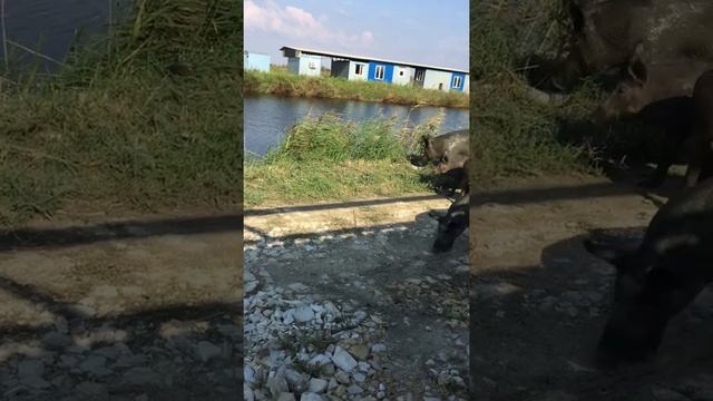 Кабаны на даче. Спасаем огород!!! смотреть онлайн