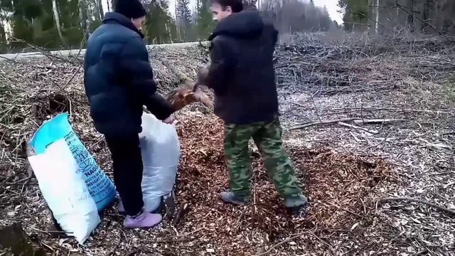 ДРЕВЕСНАЯ ЩЕПА. ЗАГОН ДЛЯ УТОК. смотреть онлайн