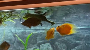 Редкое явление - змееголовы кушают нори в аквариуме 450 литров.