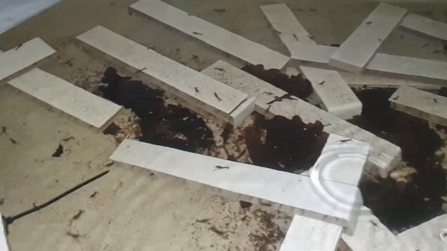 Малёк австралийского рака для высадки в пруды! смотреть онлайн