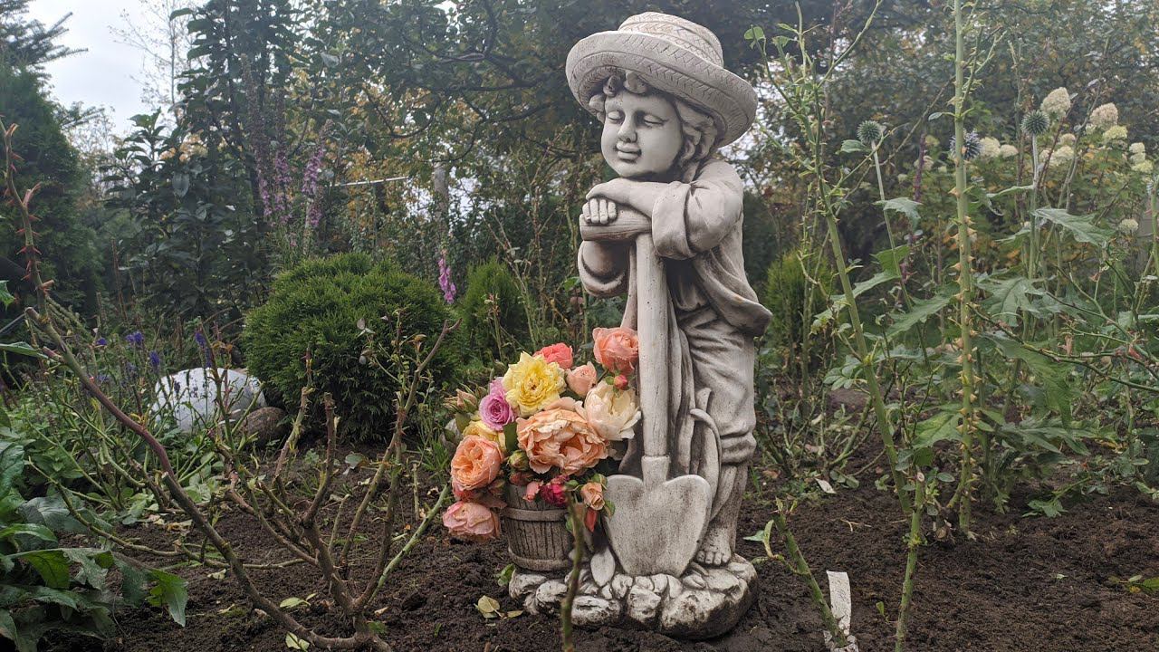 Первый этап подготовки роз к зимовке. смотреть онлайн