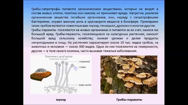 Питание бактерий и грибов.Биология 6 класс смотреть онлайн