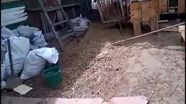 Каширское Подворье / Делаю Брудер из Кроличьих клеток / Говорю про кроликов / смотреть онлайн