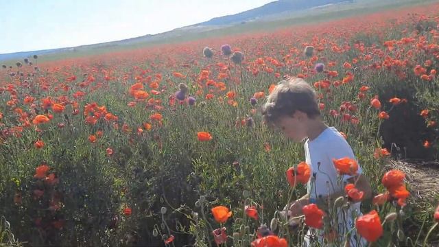Маковое поле в Крыму|Бахчисарай|Чудо природы|Художники