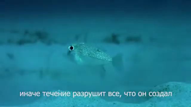 Рыбка капающая дно моря смотреть онлайн