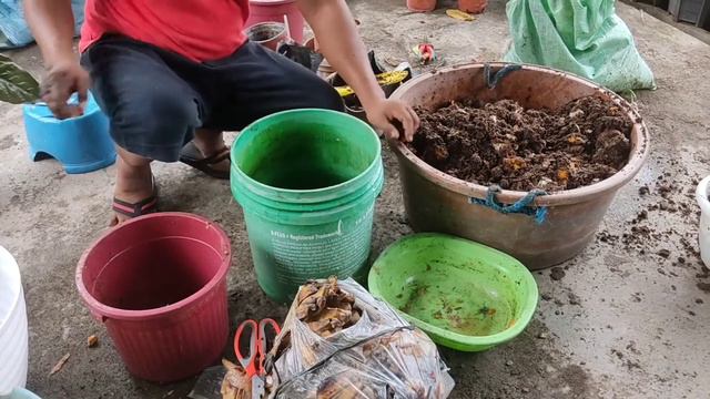 Repotting Of Alocasia (Badjang) смотреть онлайн