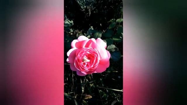 Английские розы, "Принцесса Александра оф Кент". Октябрь 2021. смотреть онлайн