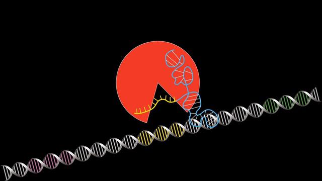 How CRISPR lets us take the next step in evolution | Max Plach | TEDxOTHRegensburg смотреть онлайн