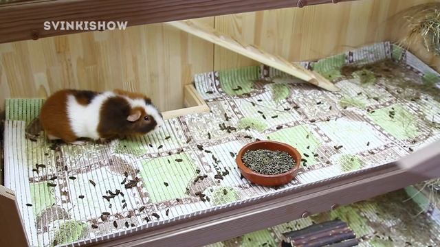 Ежедневная Уборка Стеллажа Морских Свинок / SvinkiShow смотреть онлайн