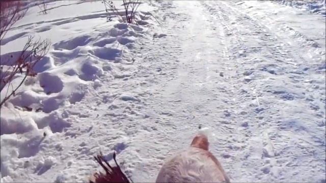 Русский Охотничий Спаниель Макс. Как всё начиналось. Четыре года назад смотреть онлайн