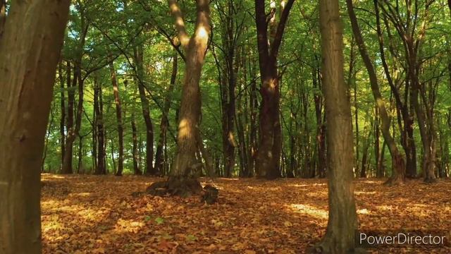 Золотые краски осени смотреть онлайн