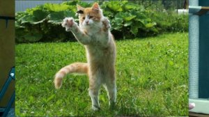 Опухла лапа. Причины и последствия.