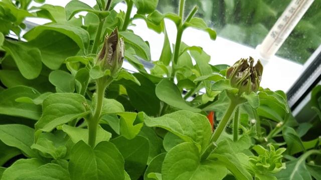 НЕ СПЕШИТЕ! ИСПОРТИТЕ! Когда СЕЯТЬ ПЕТУНИЮ, чтобы в МАЕ ИМЕТЬ ЦВЕТУЩУЮ РАССАДУ? смотреть онлайн