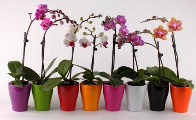 Как ухаживать за домашней орхидеей смотреть онлайн