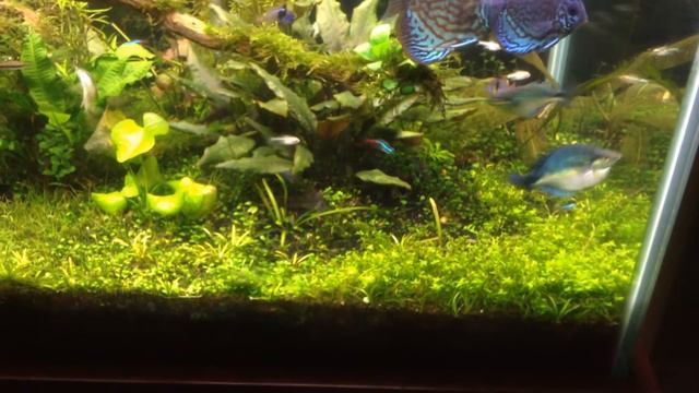 Madagascar Lace plant flower plus rant about plants for low-tech [1080 P] смотреть онлайн