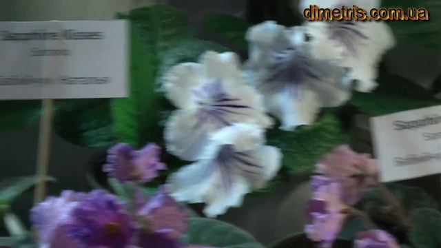 Выставка dimetris ноябрь 2010 смотреть онлайн