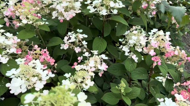Little Quick Fire Hydrangea смотреть онлайн