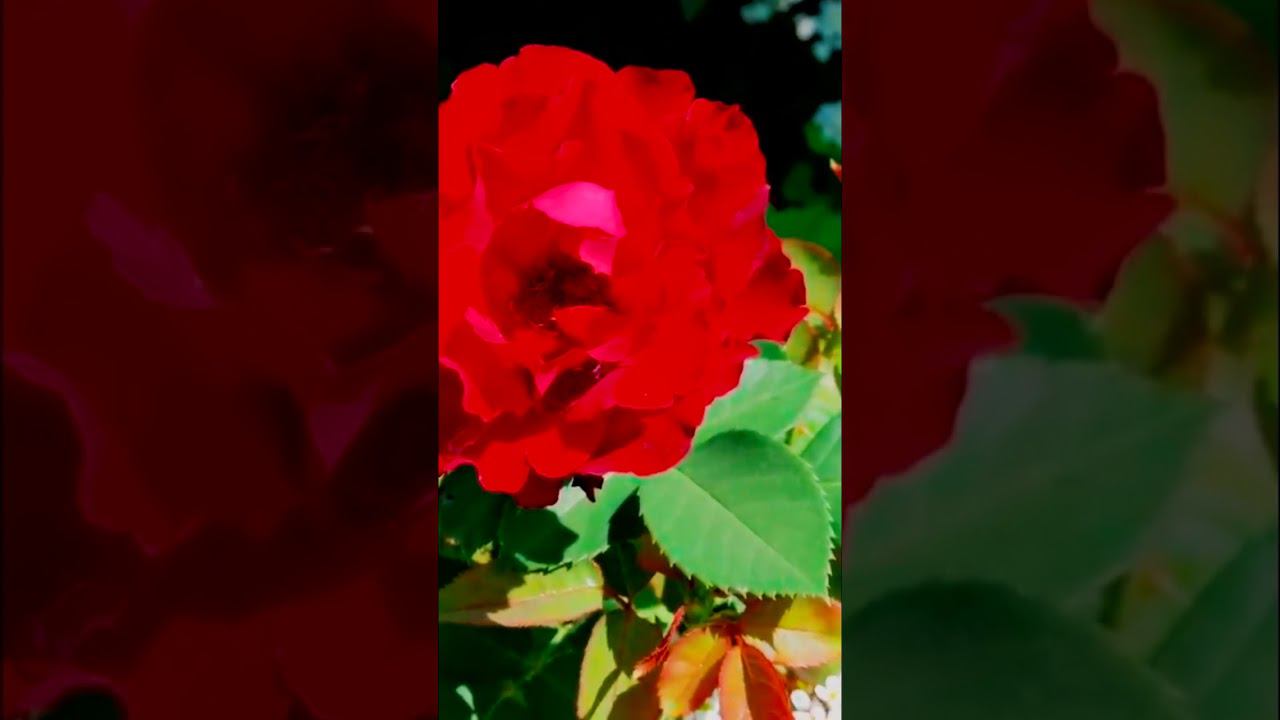 Роза Омаж а Барбара Hommage a Barbara смотреть онлайн