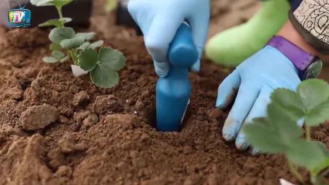 Sen de 🍓ÇİLEK yanına MUTLAKA dikmelisin #kardeşbitkiler #çilekyetiştiriciliği смотреть онлайн