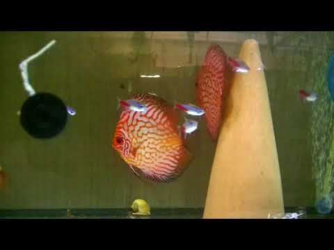 Результаты нереста трёх пар Дискусов #aquarium #discus #аквариум #дискусы #аквариумныерыбки смотреть онлайн