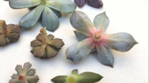 Вытянулась ЭХЕВЕРИЯ. Обрезка садиков из суккулентов. Размножение верхушкой.