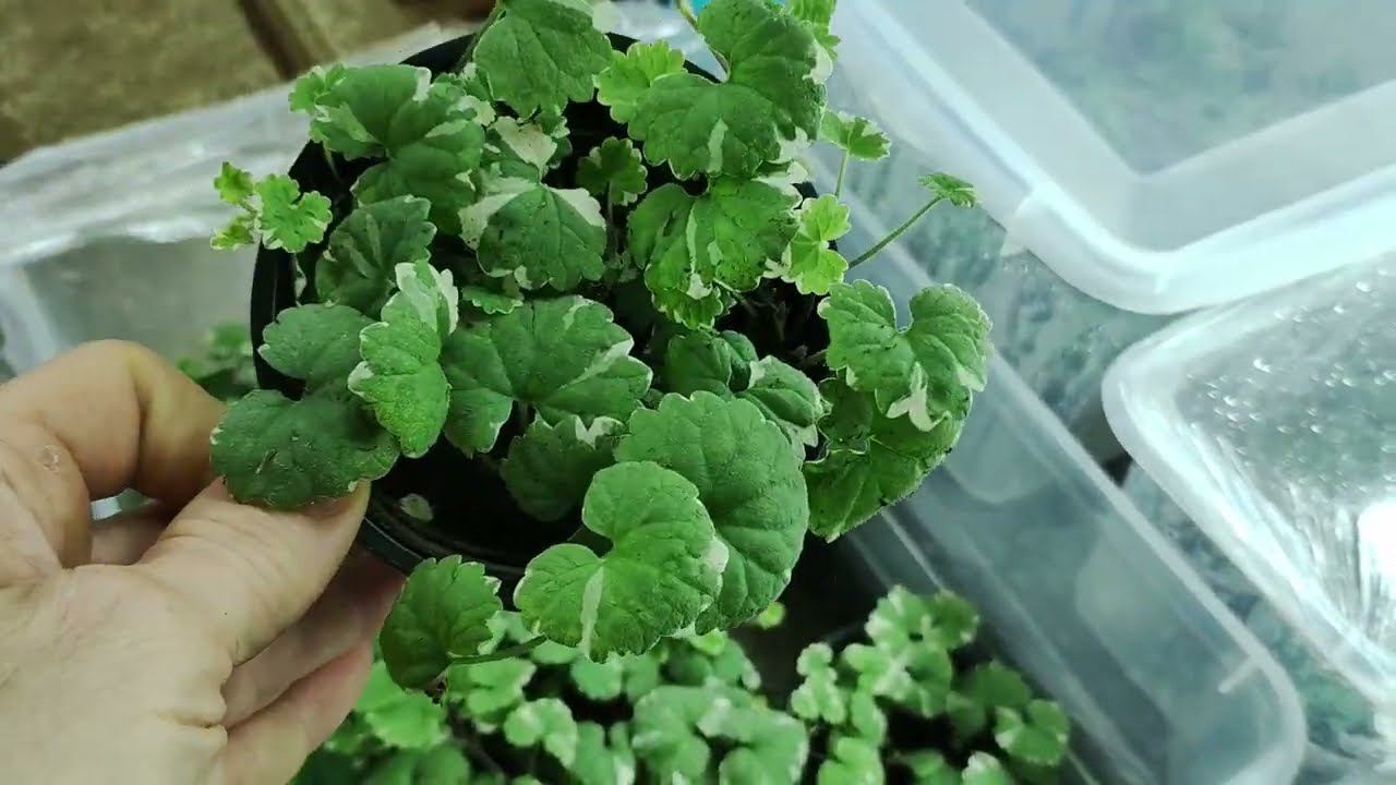 Супер ампельное растение для сада Как сохранить будру плющелистную в зиму. Черенкование будры. смотреть онлайн