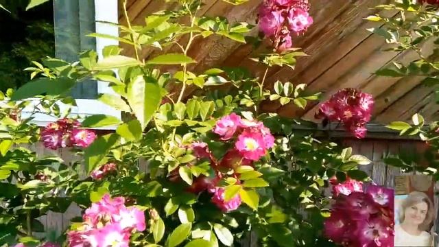 Роза Перенниал Блю. Rosa Perennial Blue смотреть онлайн