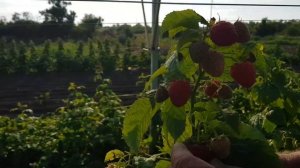 Овация ремонтантный сорт малины начало плодоношения