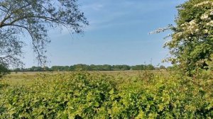 ENGLISH COTTAGE GARDEN TOUR | Norfolk Cottage Gardens