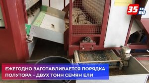 На лесосеменной плантации Вологодского селекцентра заготавливают шишки ели