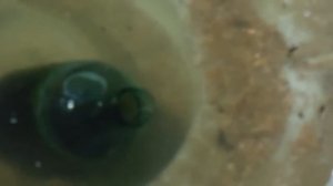 Торжественный выпуск гуппи в пруд на лето