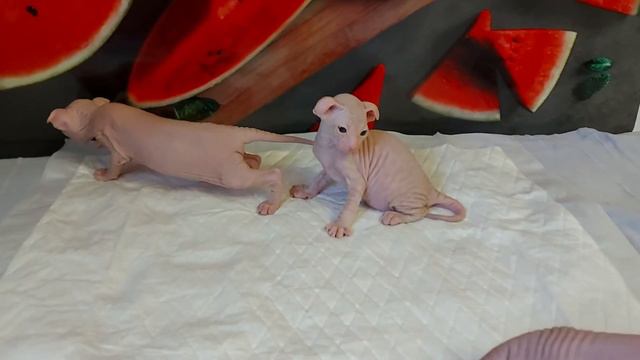 котята украинского левкоя, бронь смотреть онлайн