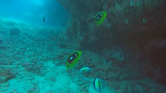 KAUAI HAWAII SCUBA DIVING PHILLIP REGINA смотреть онлайн