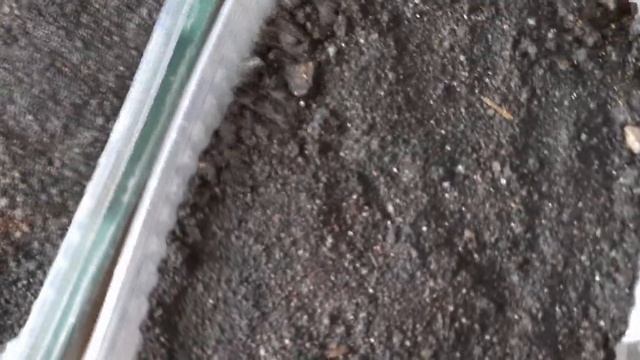 Первые всходы Табака смотреть онлайн