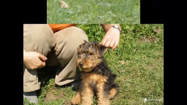 Вельш терьер или Валлийский терьер слайд шоу смотреть онлайн