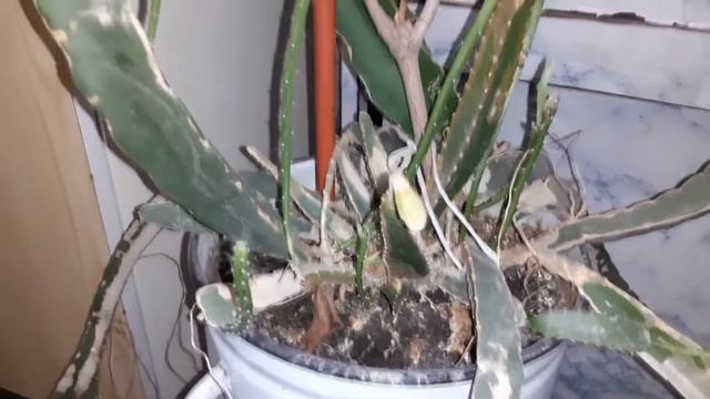 Драконий фрукт, питайя спустя 5 лет смотреть онлайн