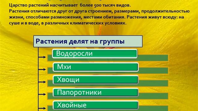 Разнообразие живых организмов, 5 класс естествознание смотреть онлайн