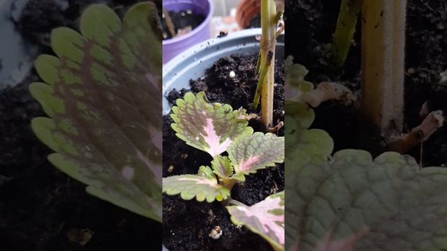 ~ прищипка растения, ~ особенности колеуса, ~ совет старого флориста.