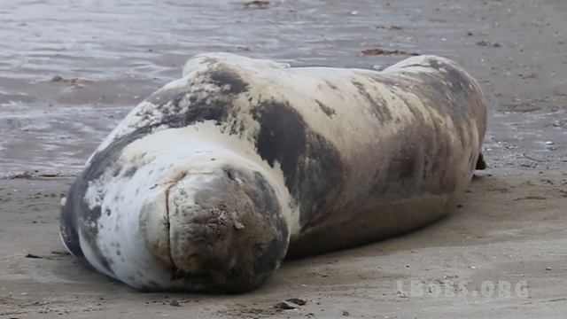 Leopard Seal visits Long Bay Beach, Auckland, NZ смотреть онлайн