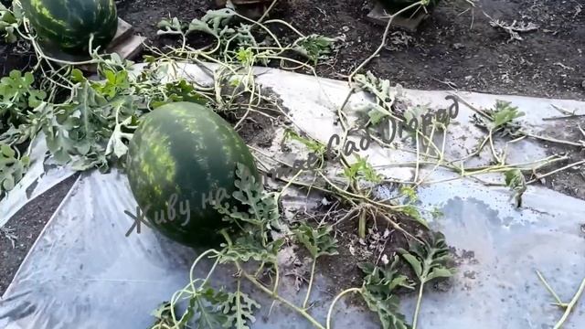 Арбузы на грядках-термосах. Делаю выводы