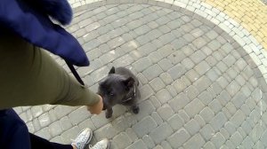 269. Начальная дрессировка щенка Кане Корсо в 3 месяца. Первое занятие