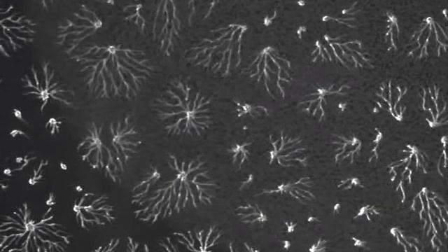 Pattern formation in slime mold Dictyostelium смотреть онлайн