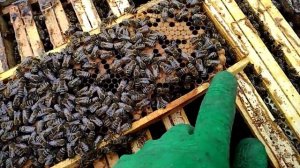 Роение пчёл. Первые признаки. Альпийский улей