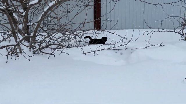 КТО ИДЁТ? смотреть онлайн