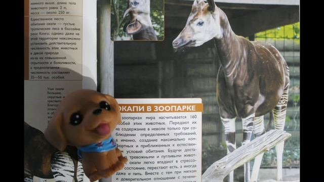 Животные олени, слон, буйволы, бизон, жираф, окапи, носорог, бегемот, энциклопедия смотреть онлайн