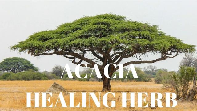Acacia The Healing Herb from African Trees and Bushes смотреть онлайн