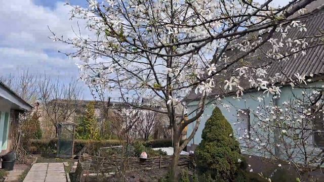 ГУСИ НЕ РАДІ - ВОДА СПАДАЄ. МАГНОЛІЯ ПАХНЕ НА ВЕСЬ ДВІР. КАРЛИКОВІ ПІВНИКИ КЛИЧУТЬ КУРОЧОК НЕСТИСЬ смотреть онлайн