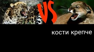 Леопард против Пумы (горный лeв)  Кто сильнее?