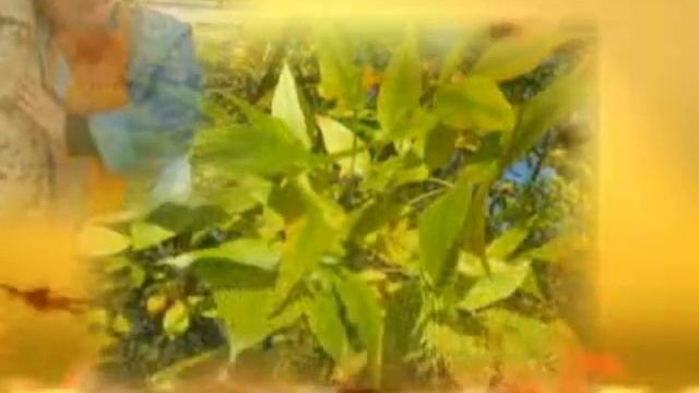 ГОРОД ИЗОБИЛЬНЫЙ Листопад ХИТ об осени на стихи Нины Саматовой Песни города Изобильный смотреть онлайн